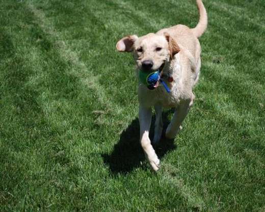 A dog retrieving a ball at full stride, joints in full motion