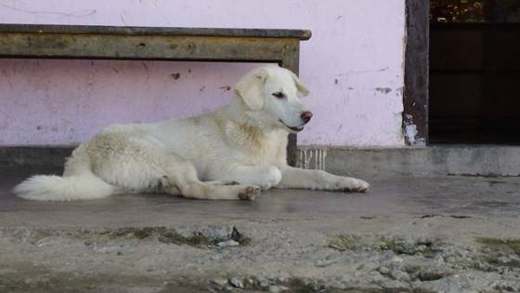 An older dog resting — arthritis often shows up first as reluctance to move