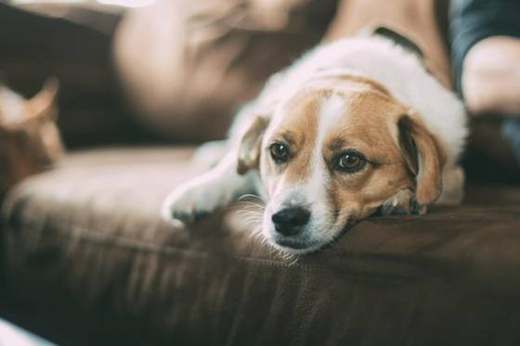 A dog resting quietly on the couch — subtle slowing down is often the first sign