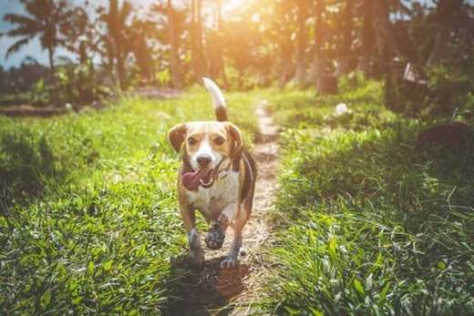 A dog running across grass with healthy, fluid movement