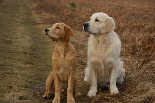 Two young golden retrievers — the age window many owners ask about